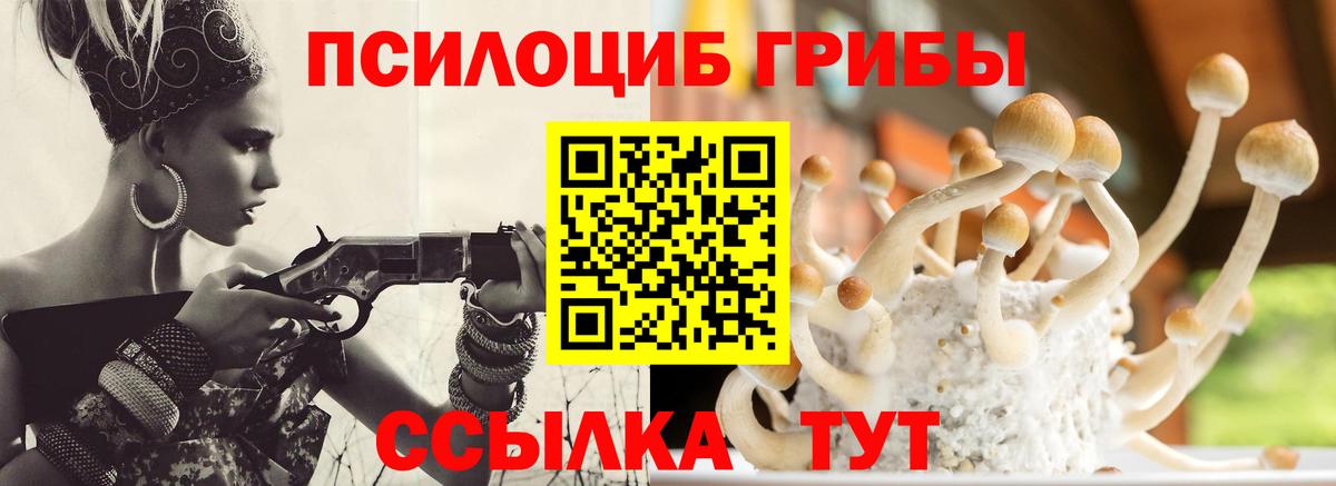 Галлюциногенные грибы Psilocybe Мурино